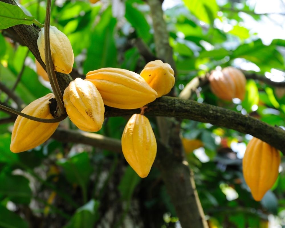 Kwis - Wat weet jij over chocolade? - Mijn Voedingswijzer