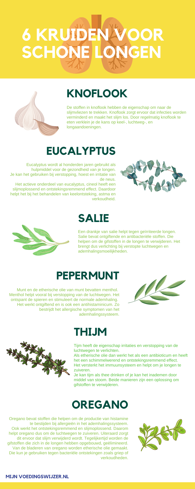 6 kruiden die de longen reinigen 6 kruiden die de longen reinigen